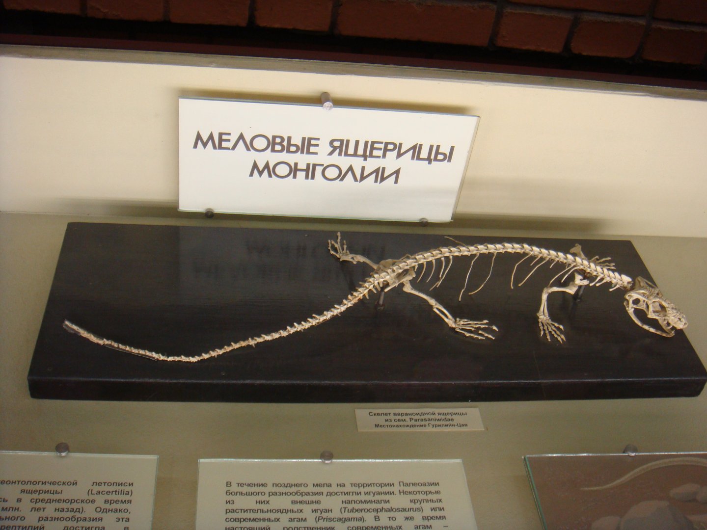 Varanoid lizard skeleton