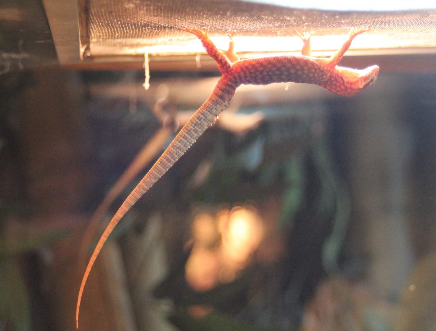 Varanus acanthurus hanging around