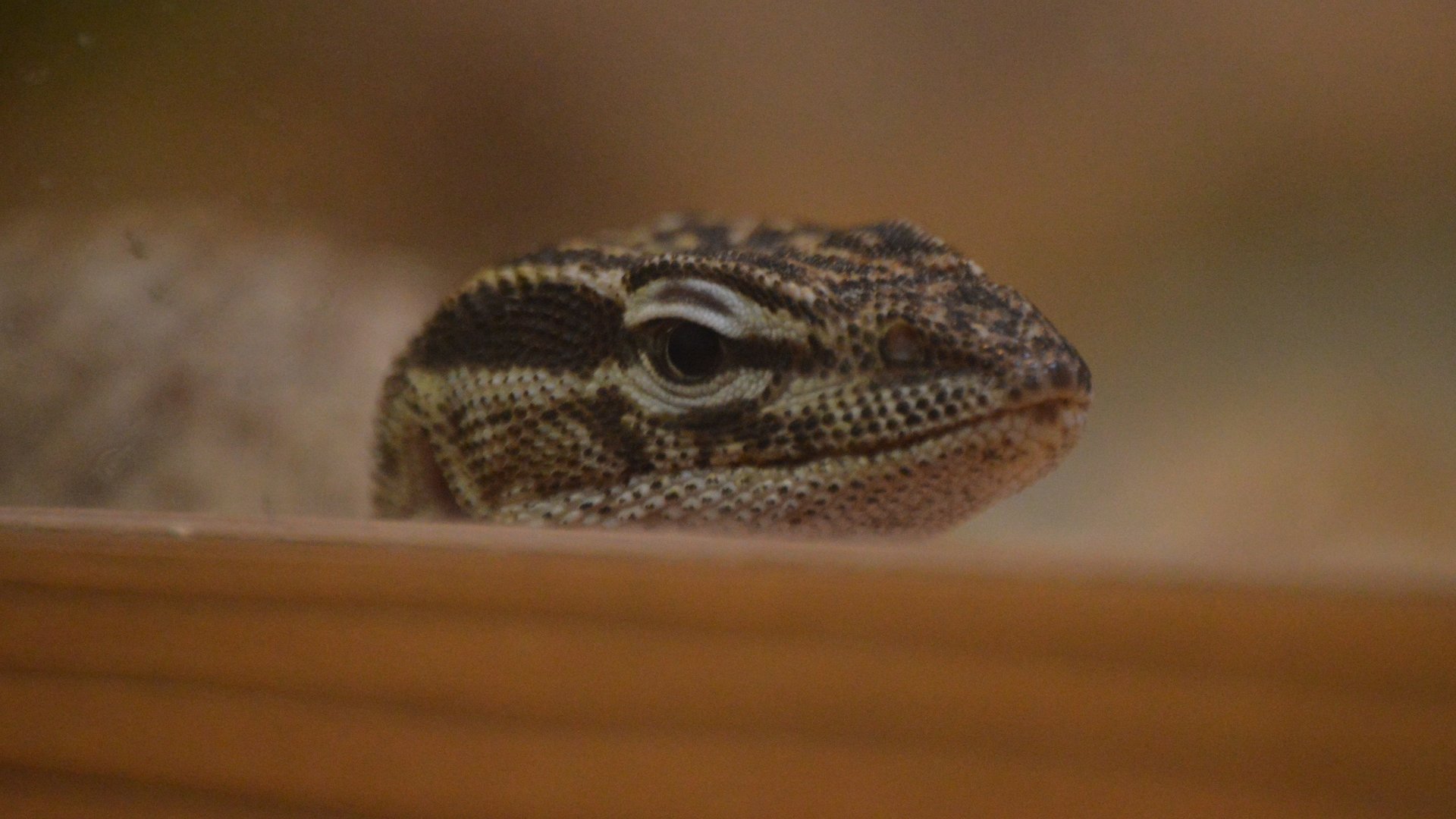 Varanus acanthurus (Joana)