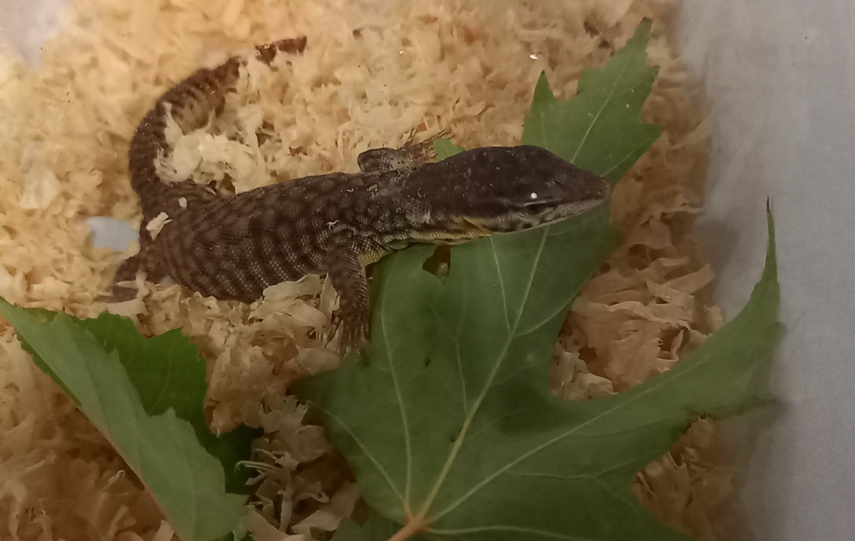 Varanus acanthurus - juvenile