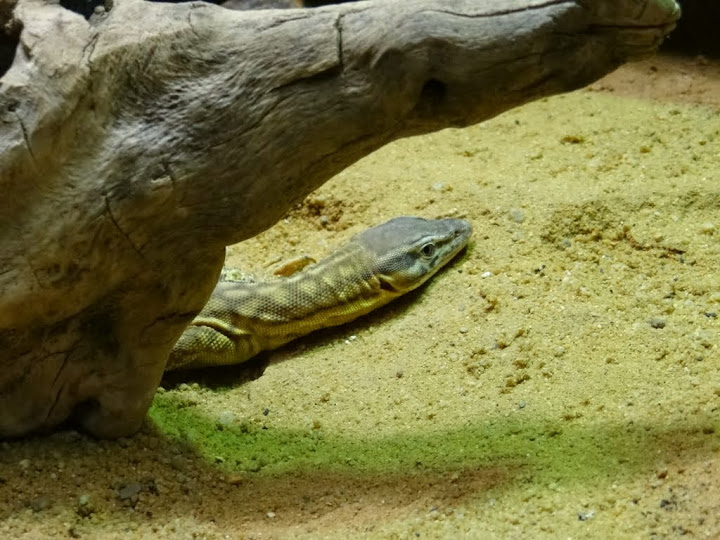 Varanus acanthurus