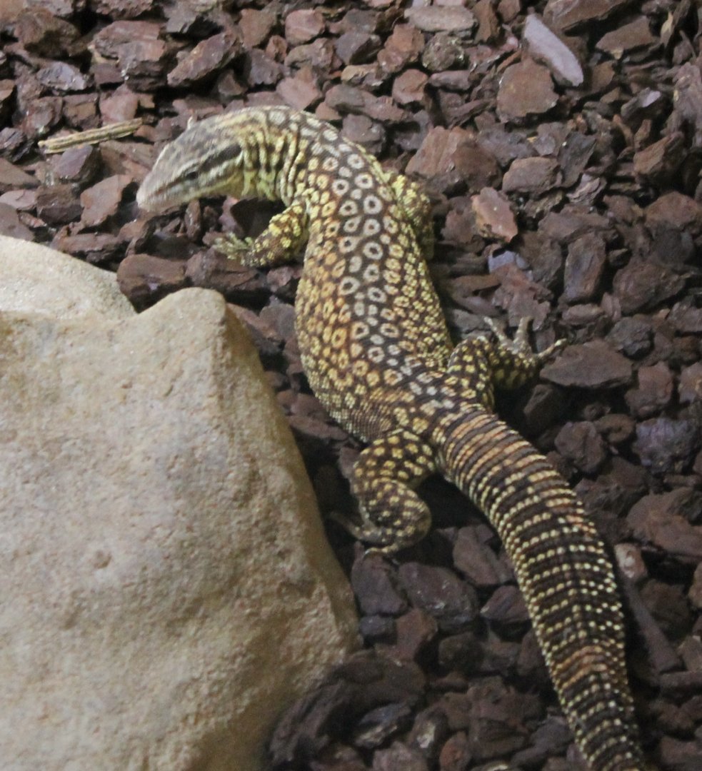 Varanus acanthurus