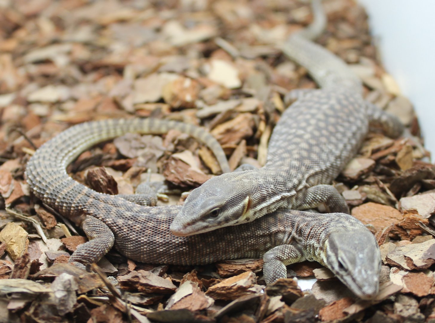 Varanus acanthurus