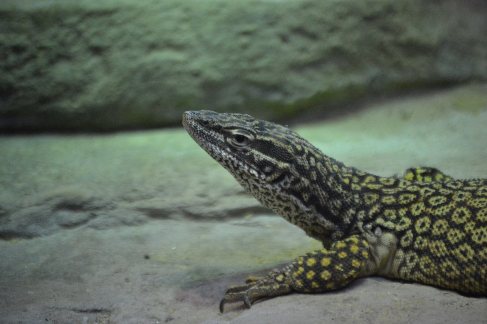 Varanus acanthurus