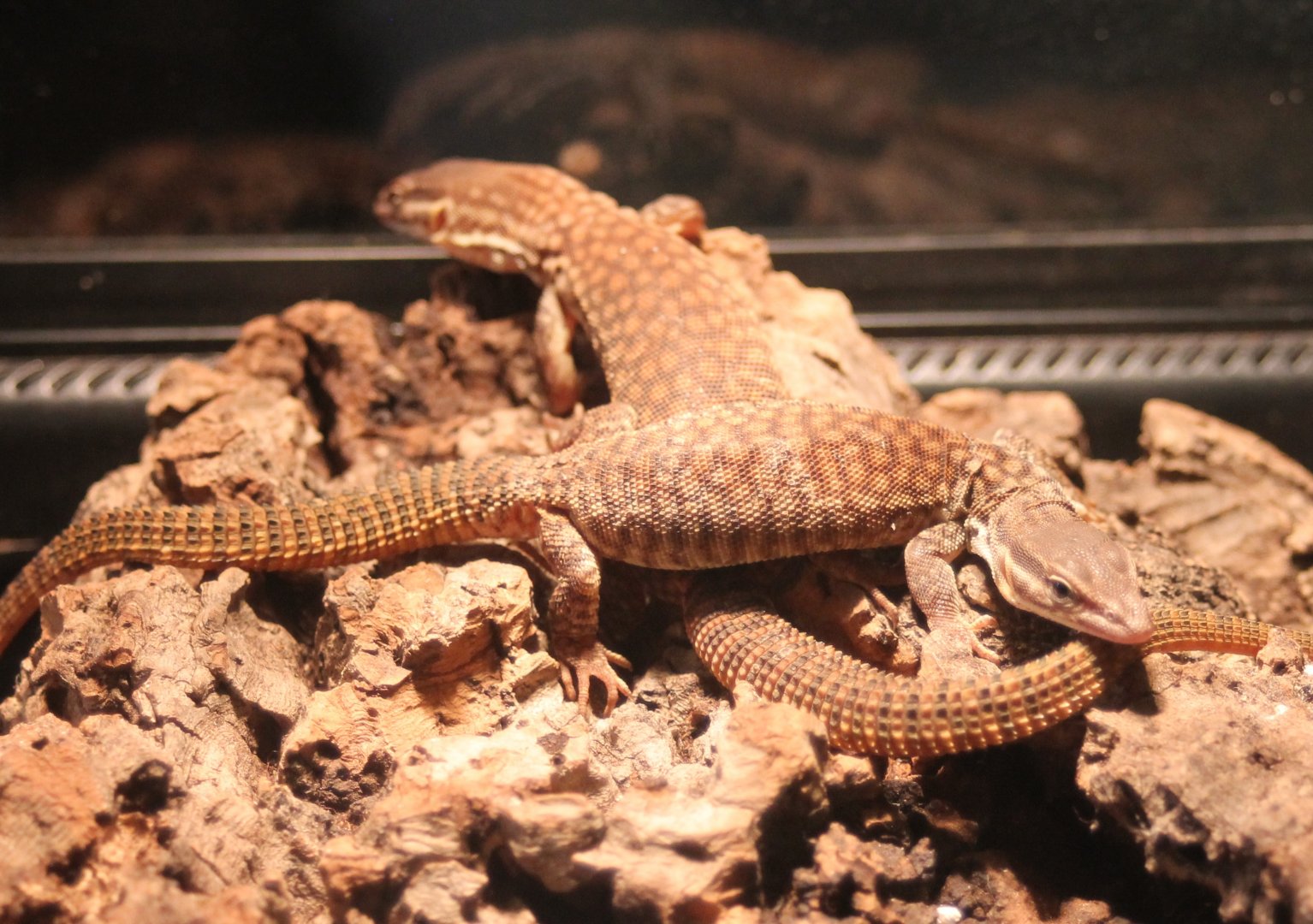 Varanus acanthurus