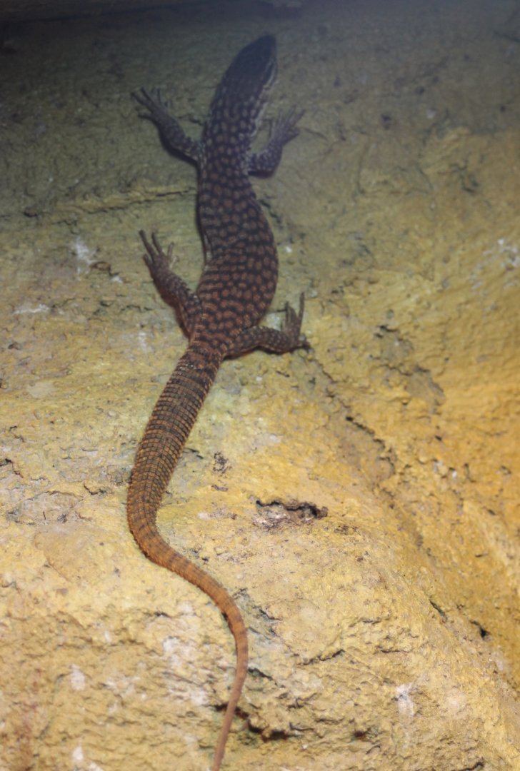 Varanus acanthurus