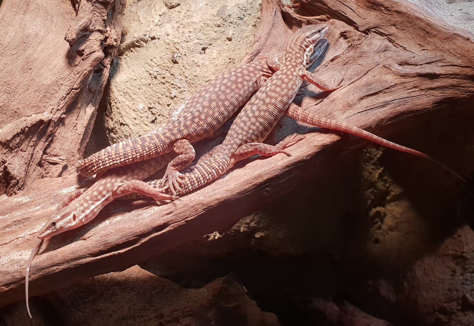 Varanus acanthurus