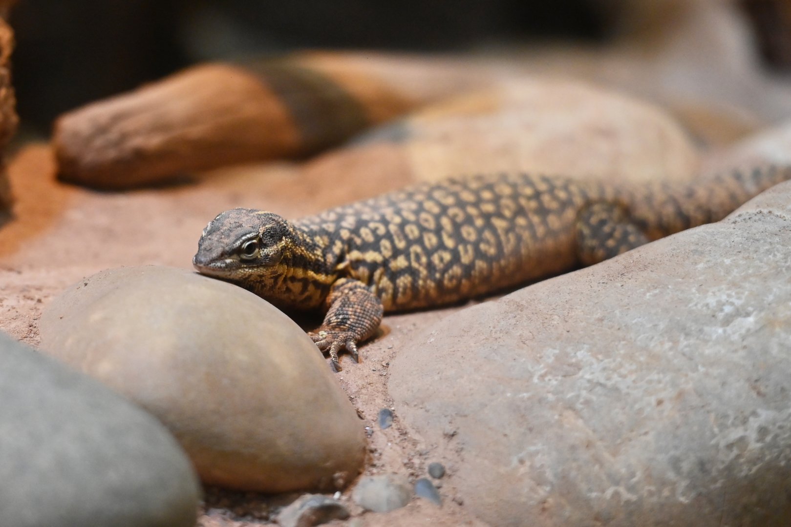 Varanus acanthurus