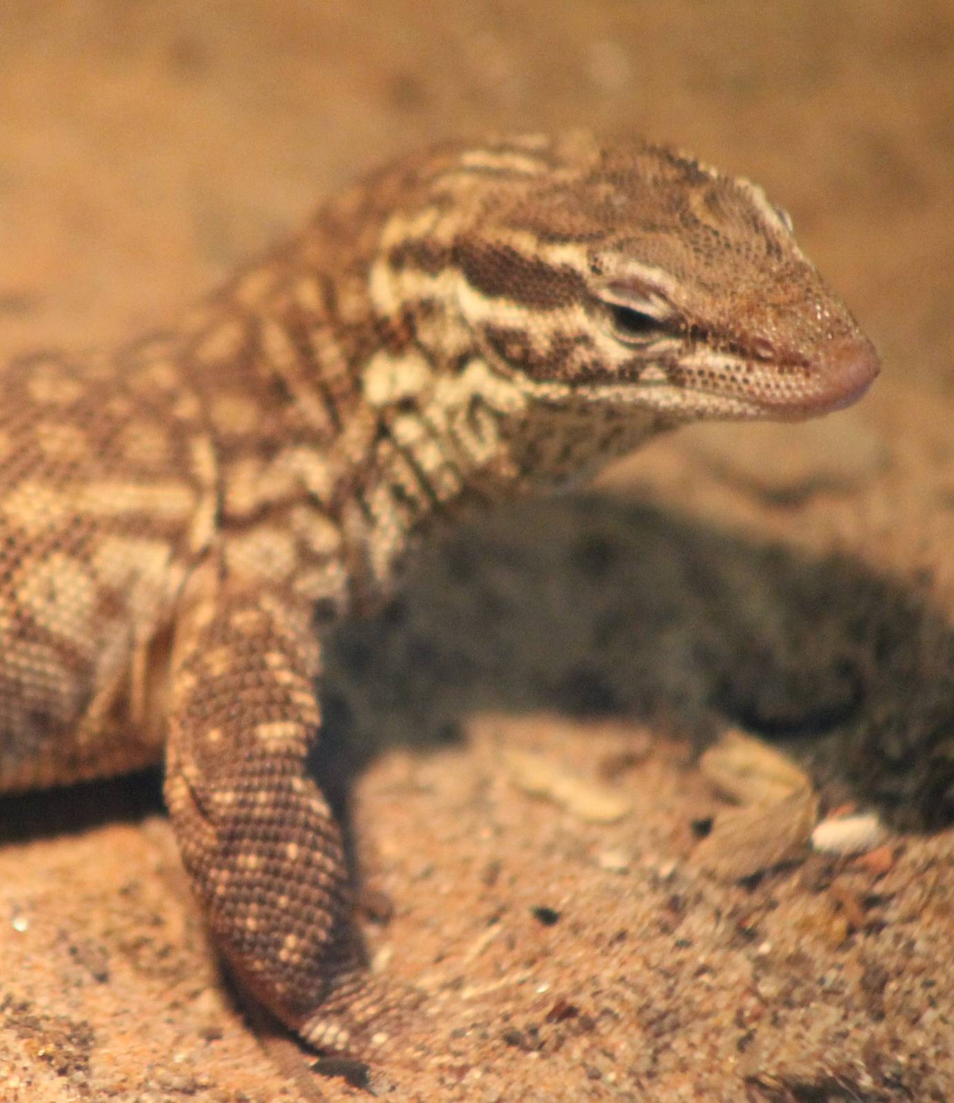 Varanus acantinura