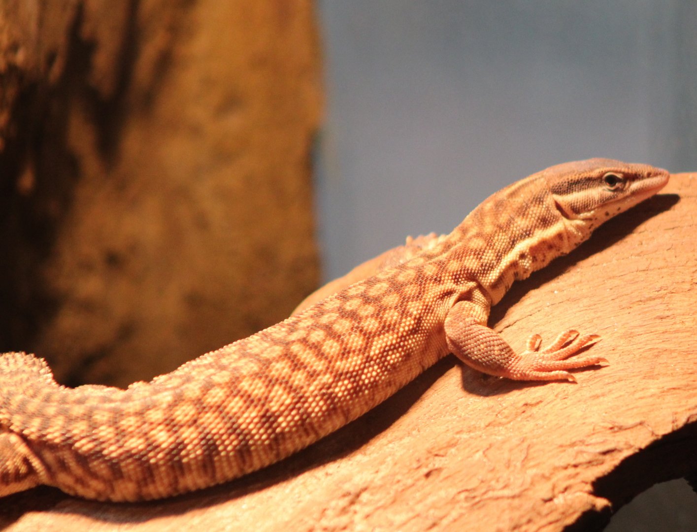 Varanus acanturus