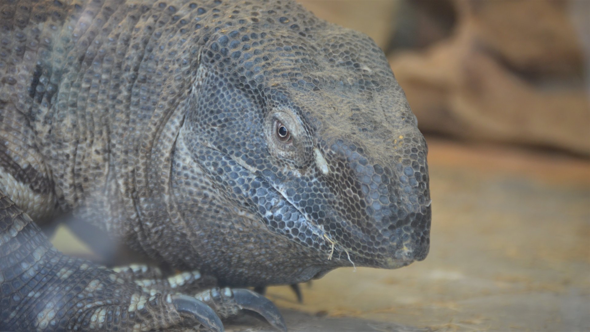 Varanus albigularis microstictus