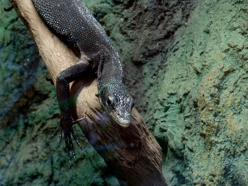 Varanus beccari