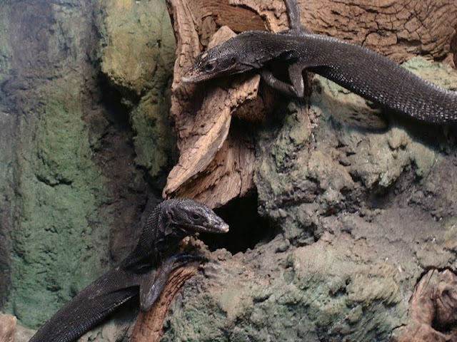 Varanus beccari