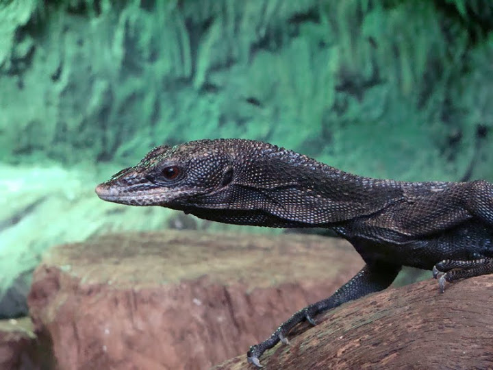 Varanus beccari