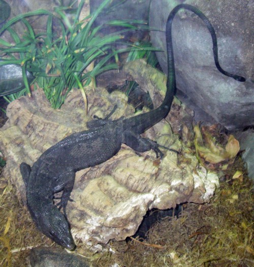 Varanus beccarii