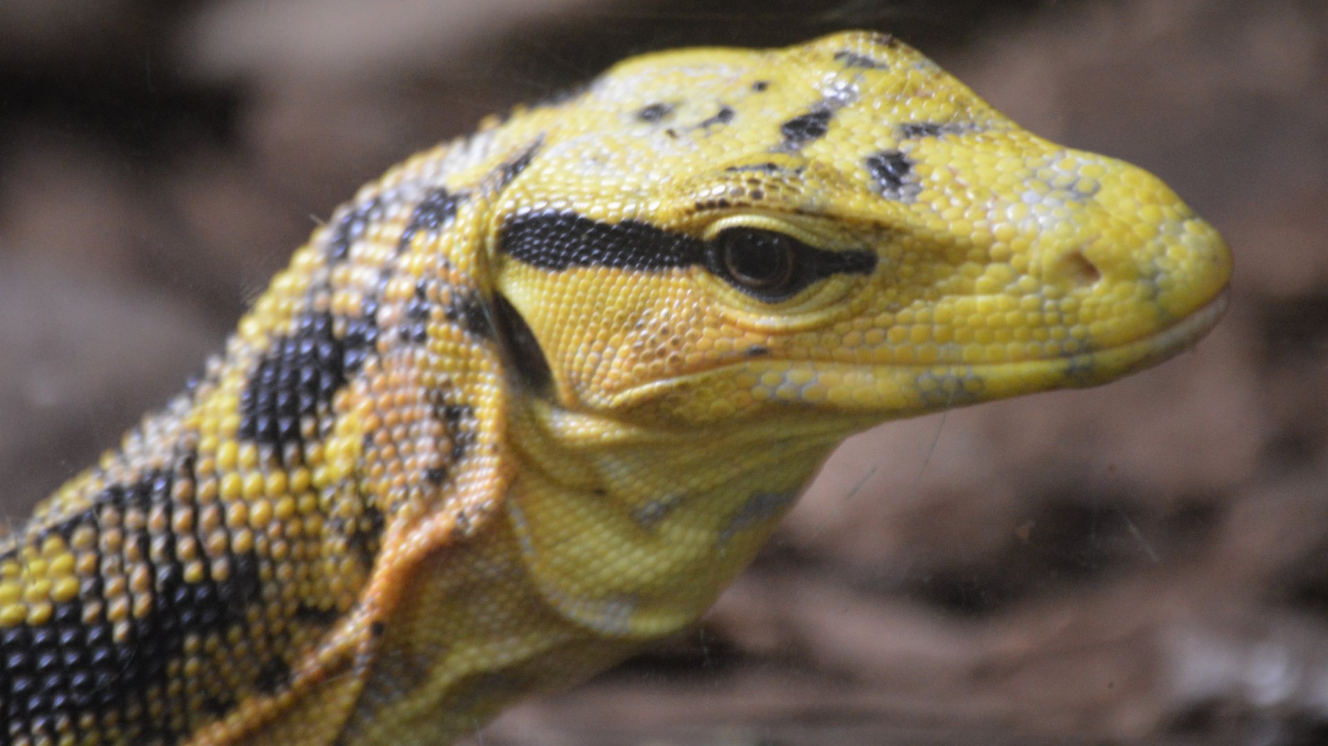 Varanus cumingi