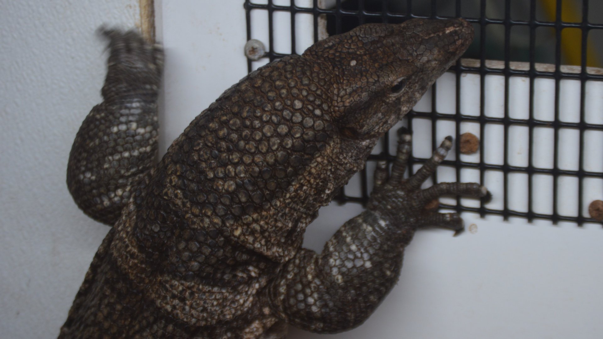 Varanus dumerilii