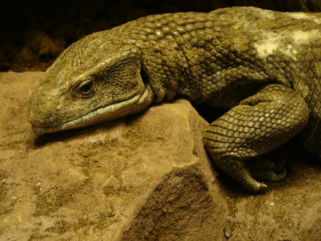 Varanus exanthematicus