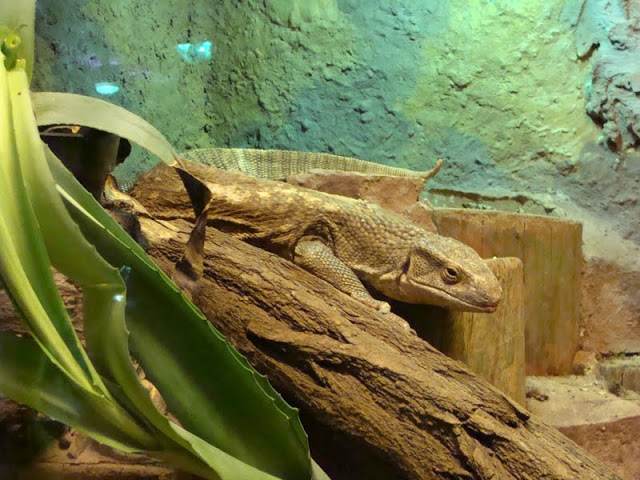 Varanus exanthematicus