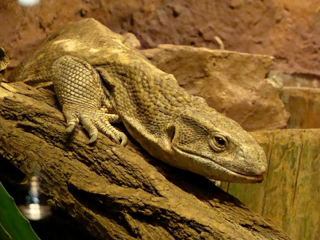 Varanus exanthematicus