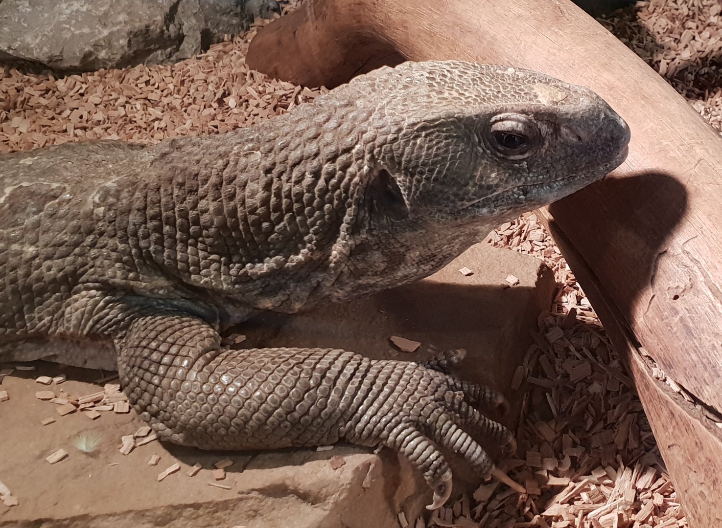 Varanus exanthematicus