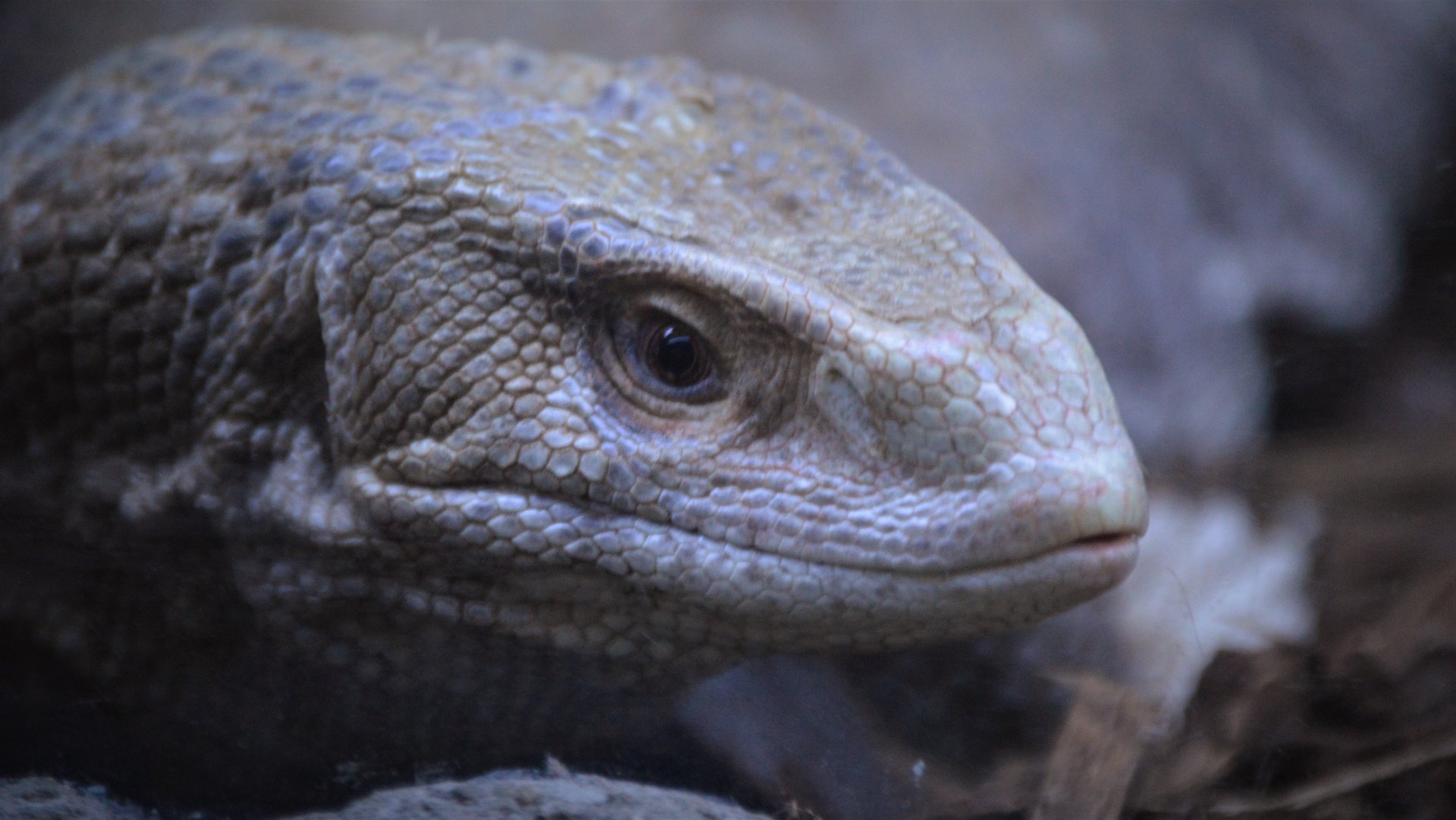 Varanus exanthematicus