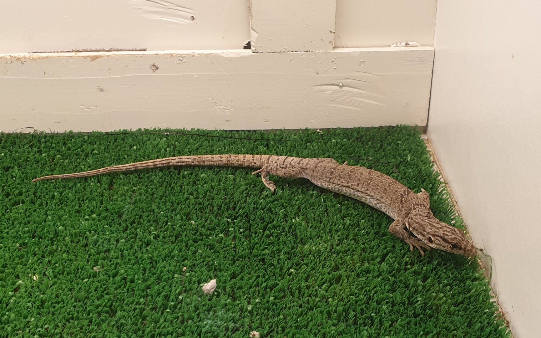 Varanus gilleni - female
