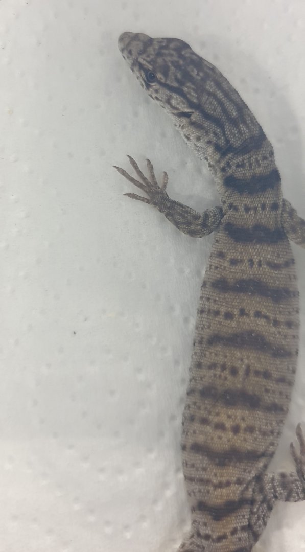 Varanus gilleni - juvenile 1 1/2 month old