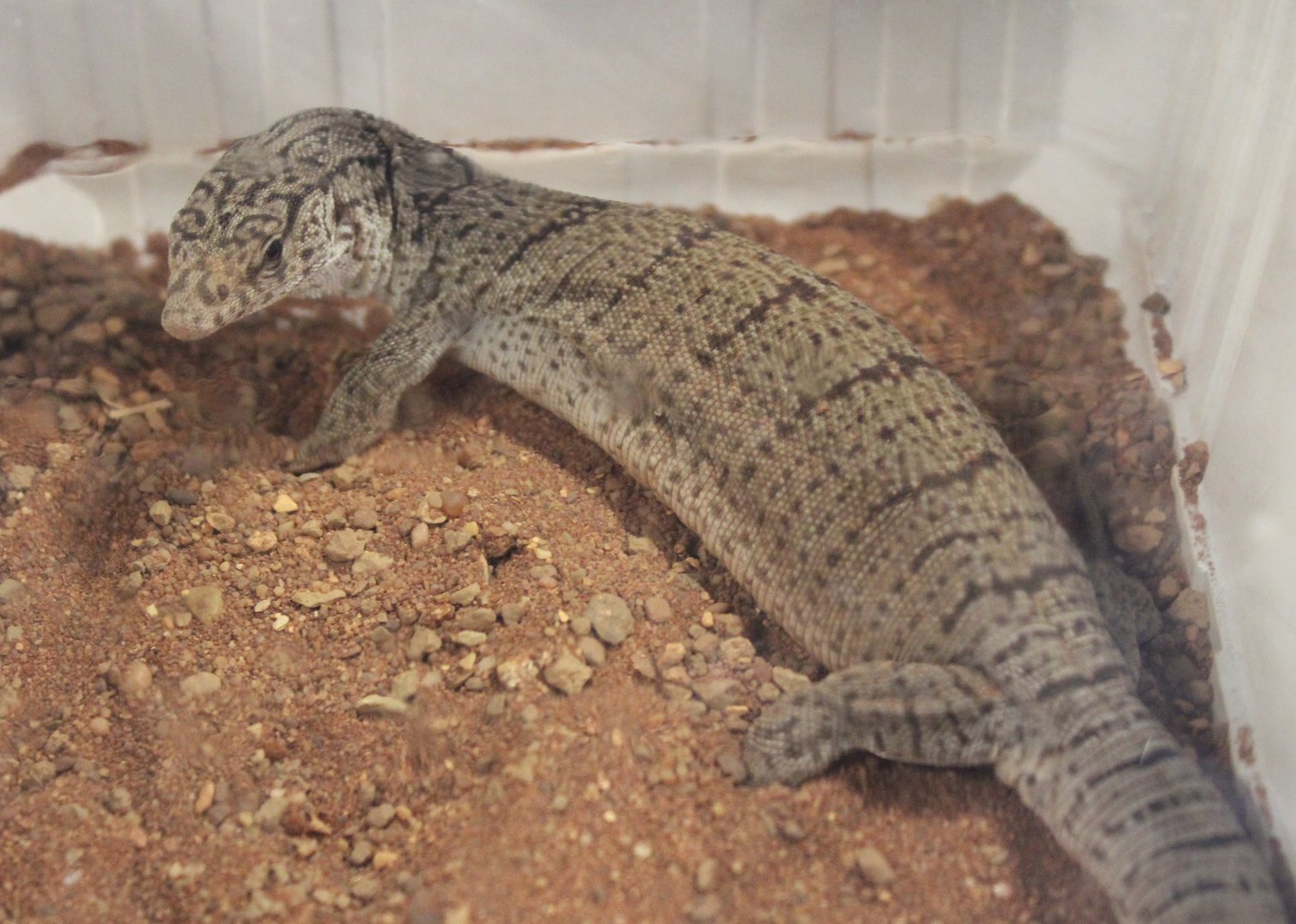 Varanus gilleni