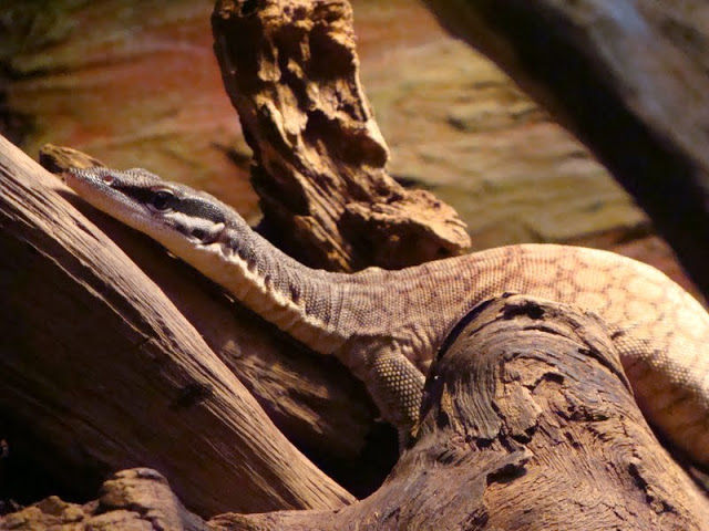 Varanus glauerti