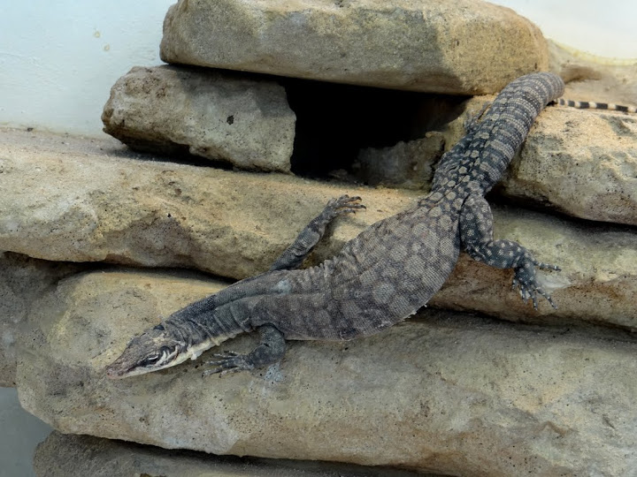 Varanus glauerti