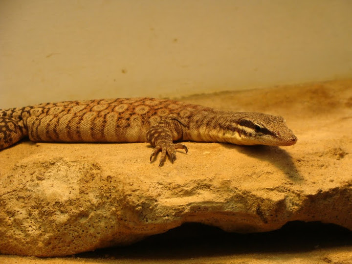 Varanus glauerti