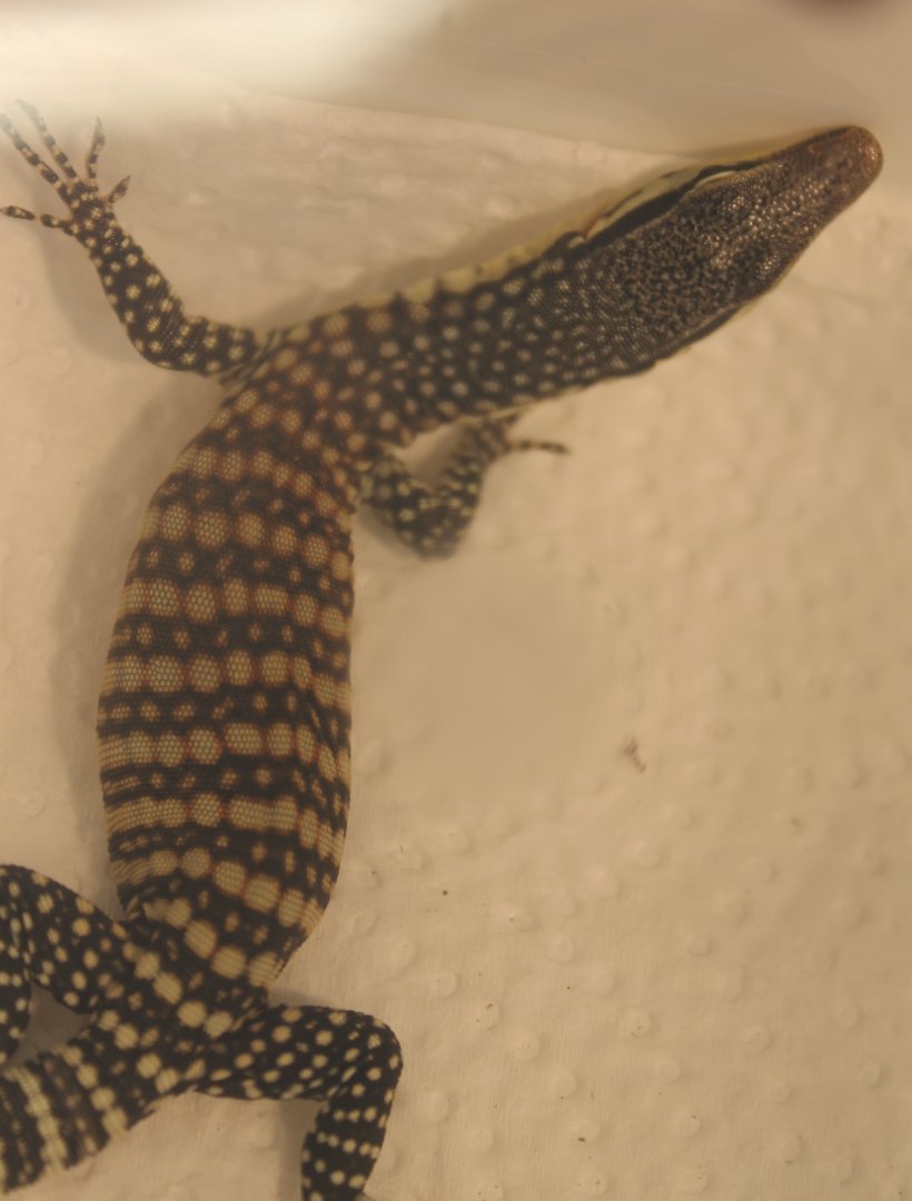 Varanus glauerti