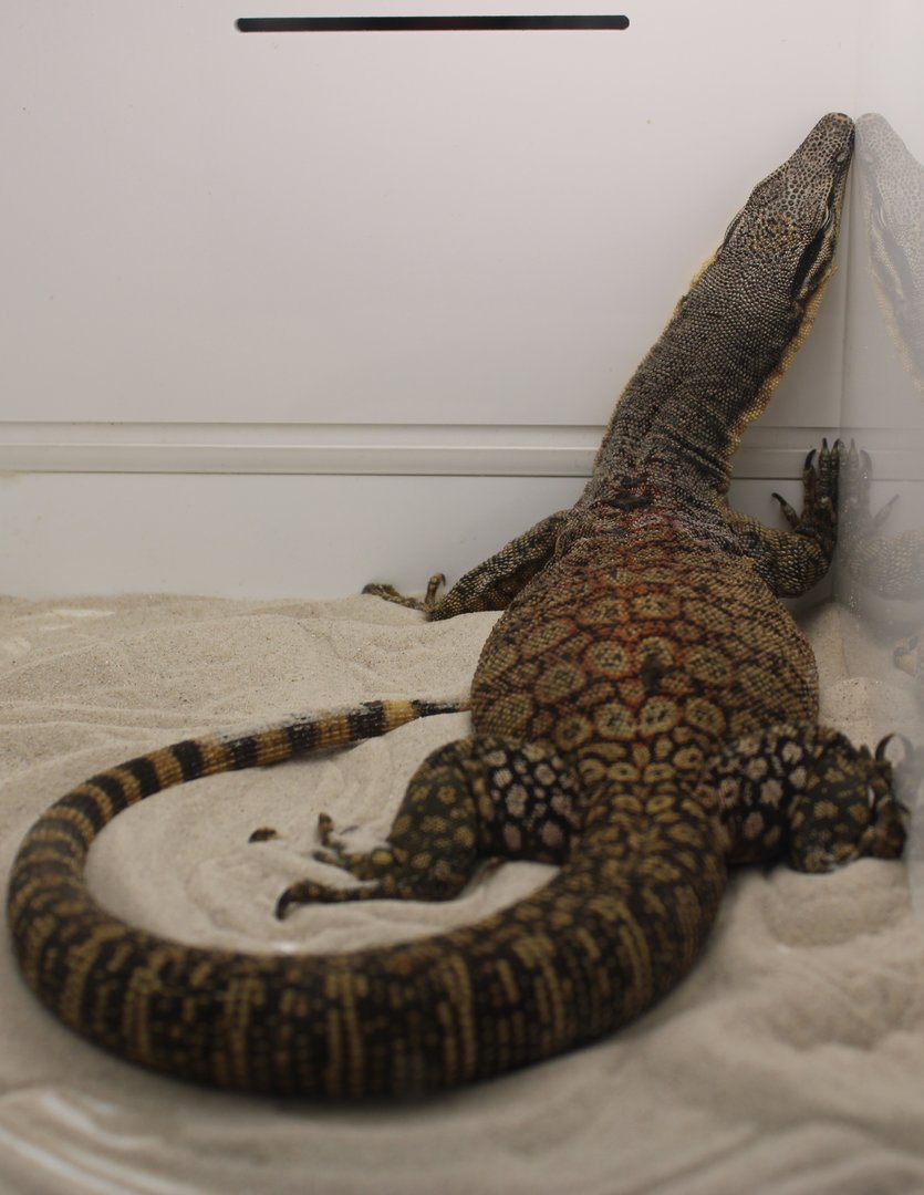 Varanus glauerti