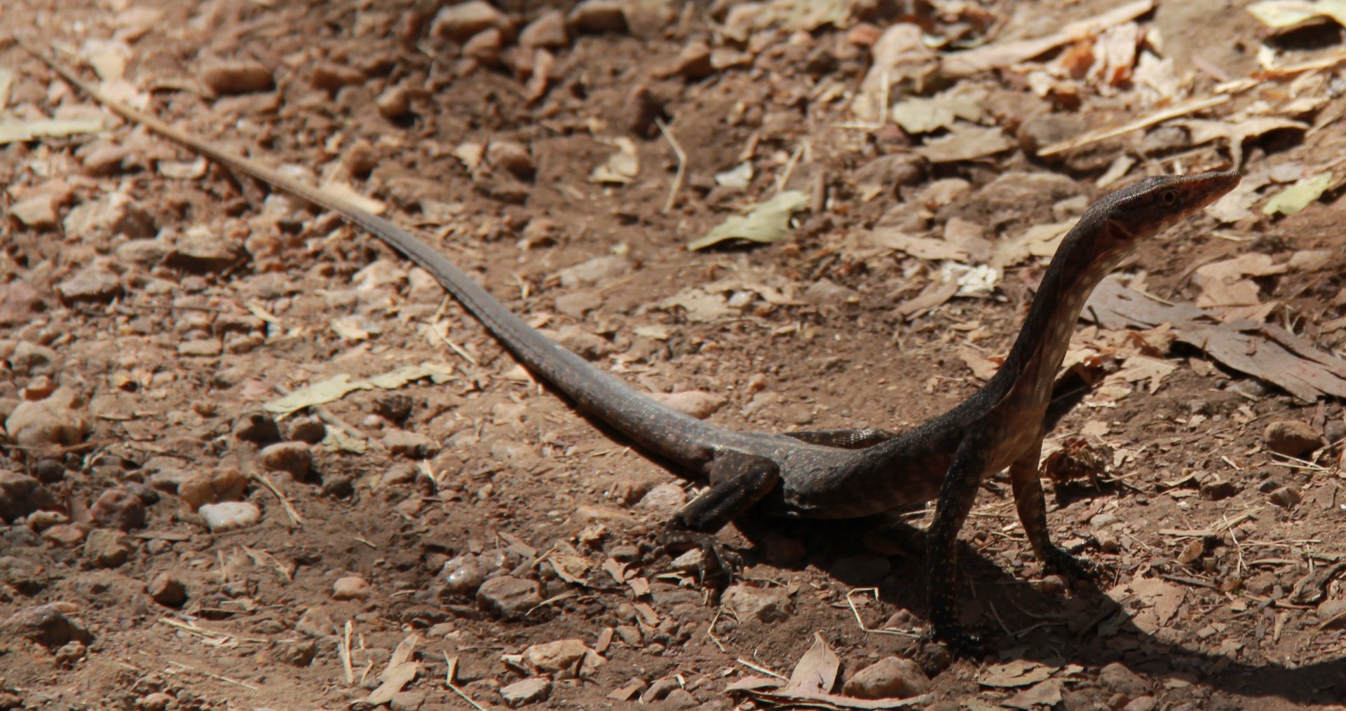 Varanus glebopalma