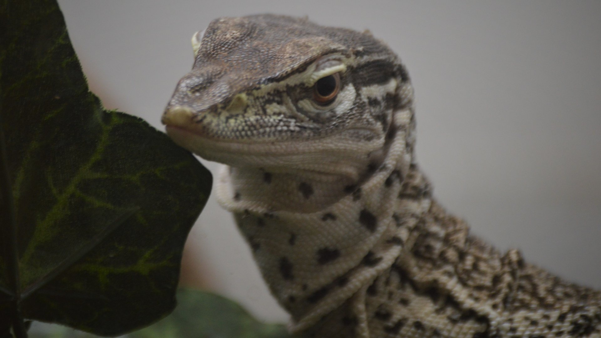 Varanus gouldii flavirufus