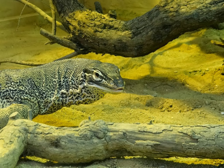 Varanus gouldii horni