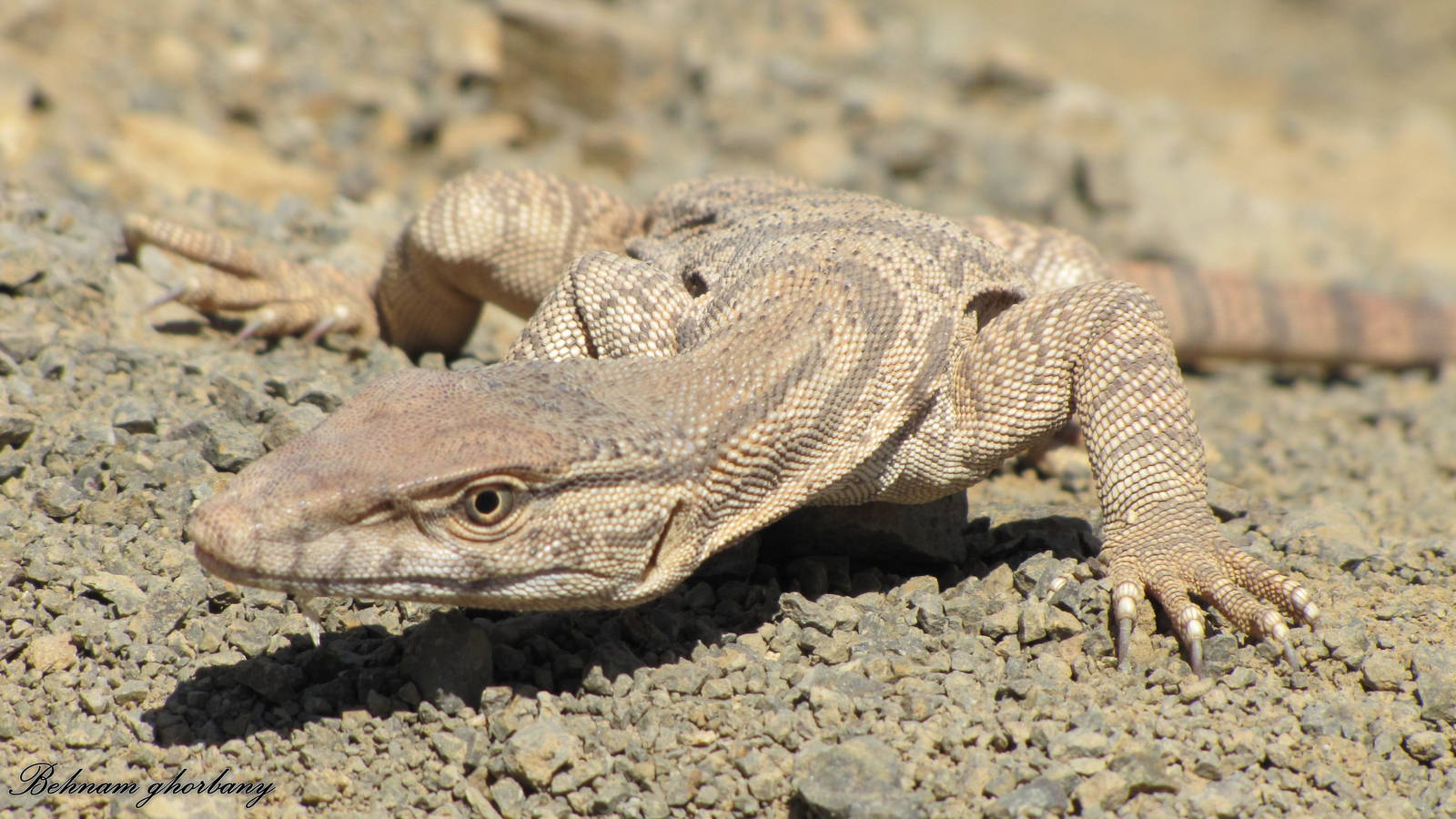 varanus griseus(desert monitor)male