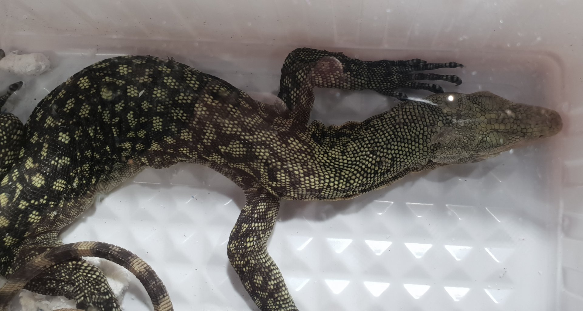 Varanus ID