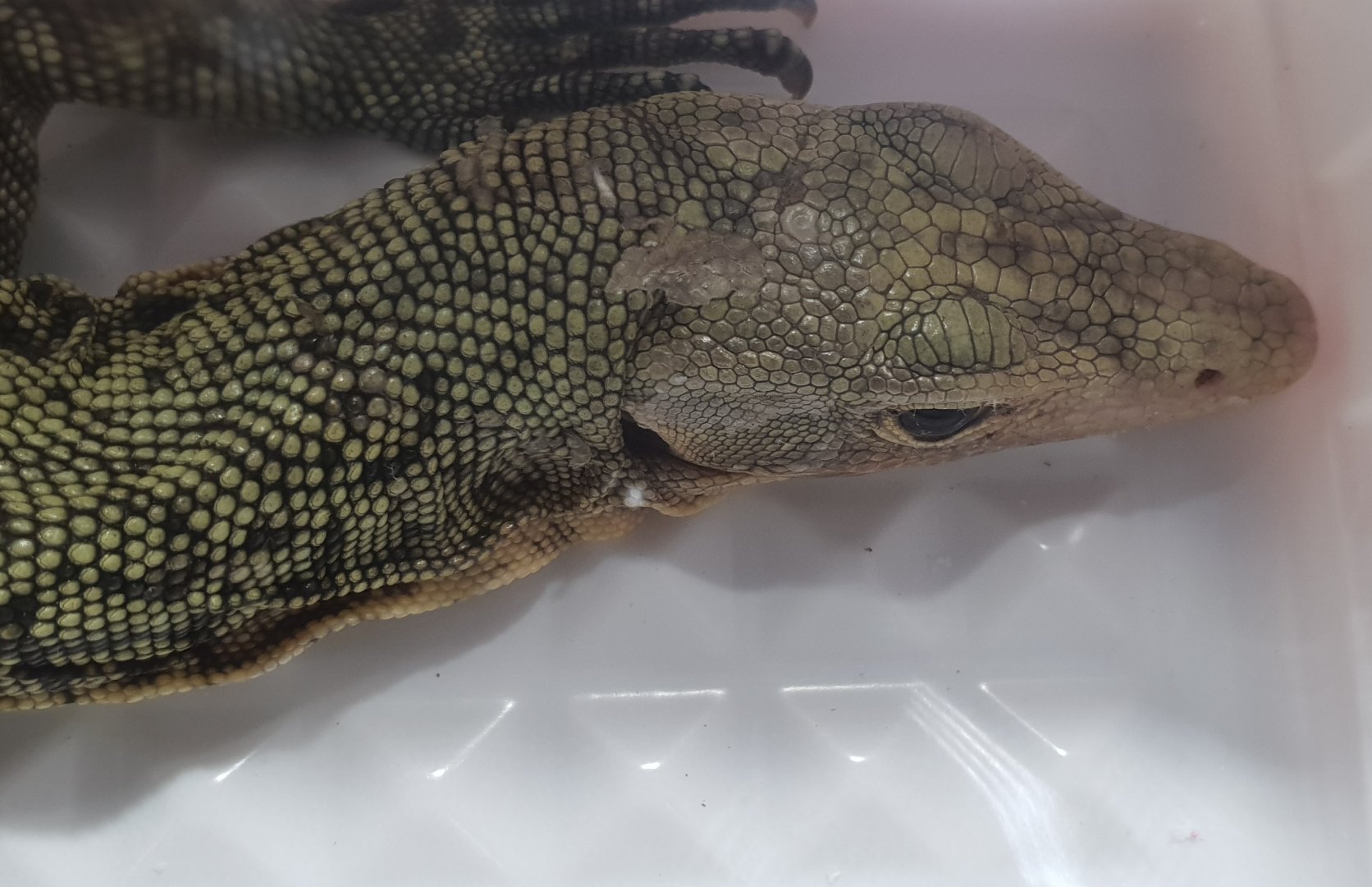 Varanus ID