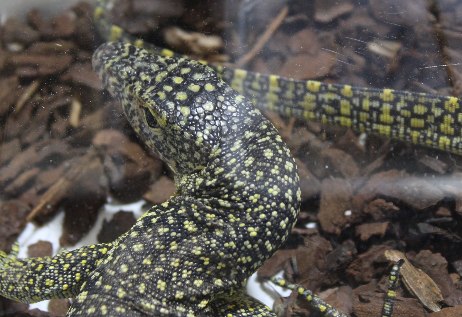 Varanus indicus ( from Merauke - New Guinea )