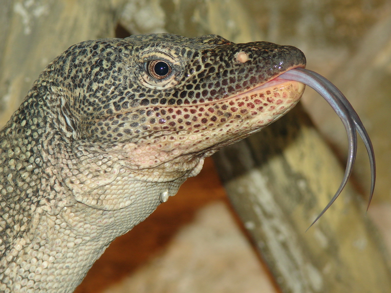 Varanus indicus  / Mangrove monitor (male)