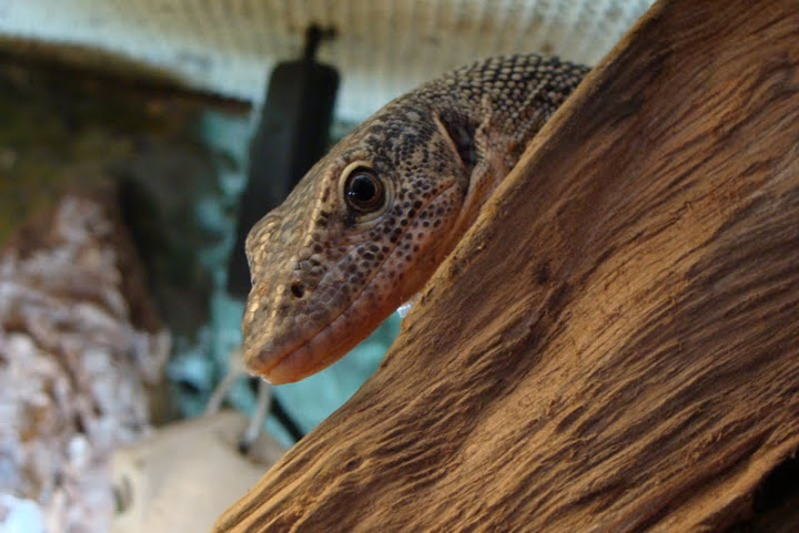 Varanus indicus