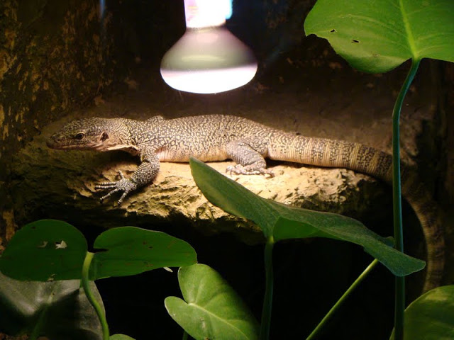Varanus indicus