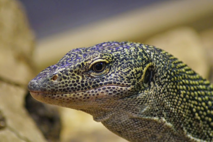 Varanus indicus