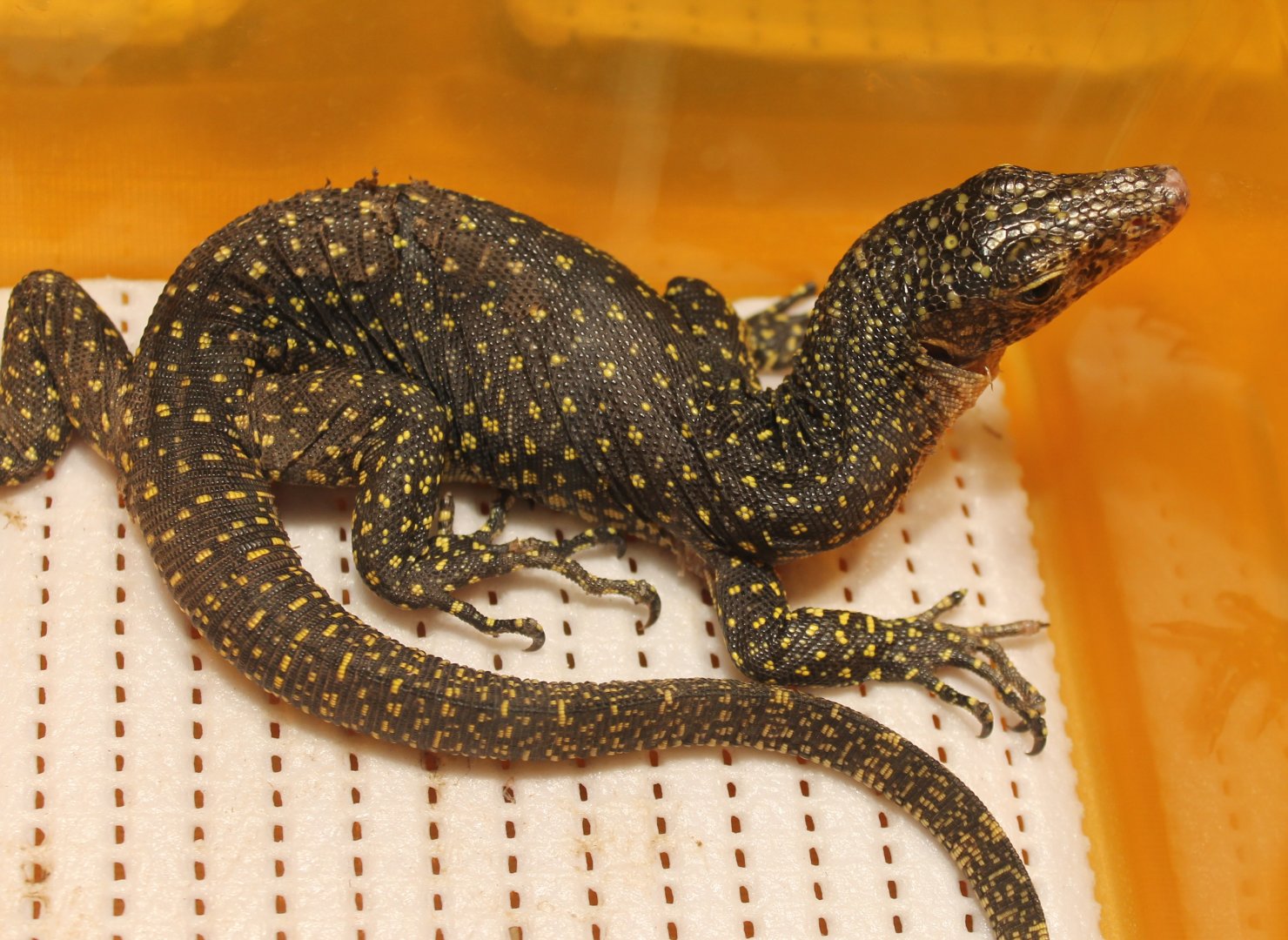 Varanus indicus