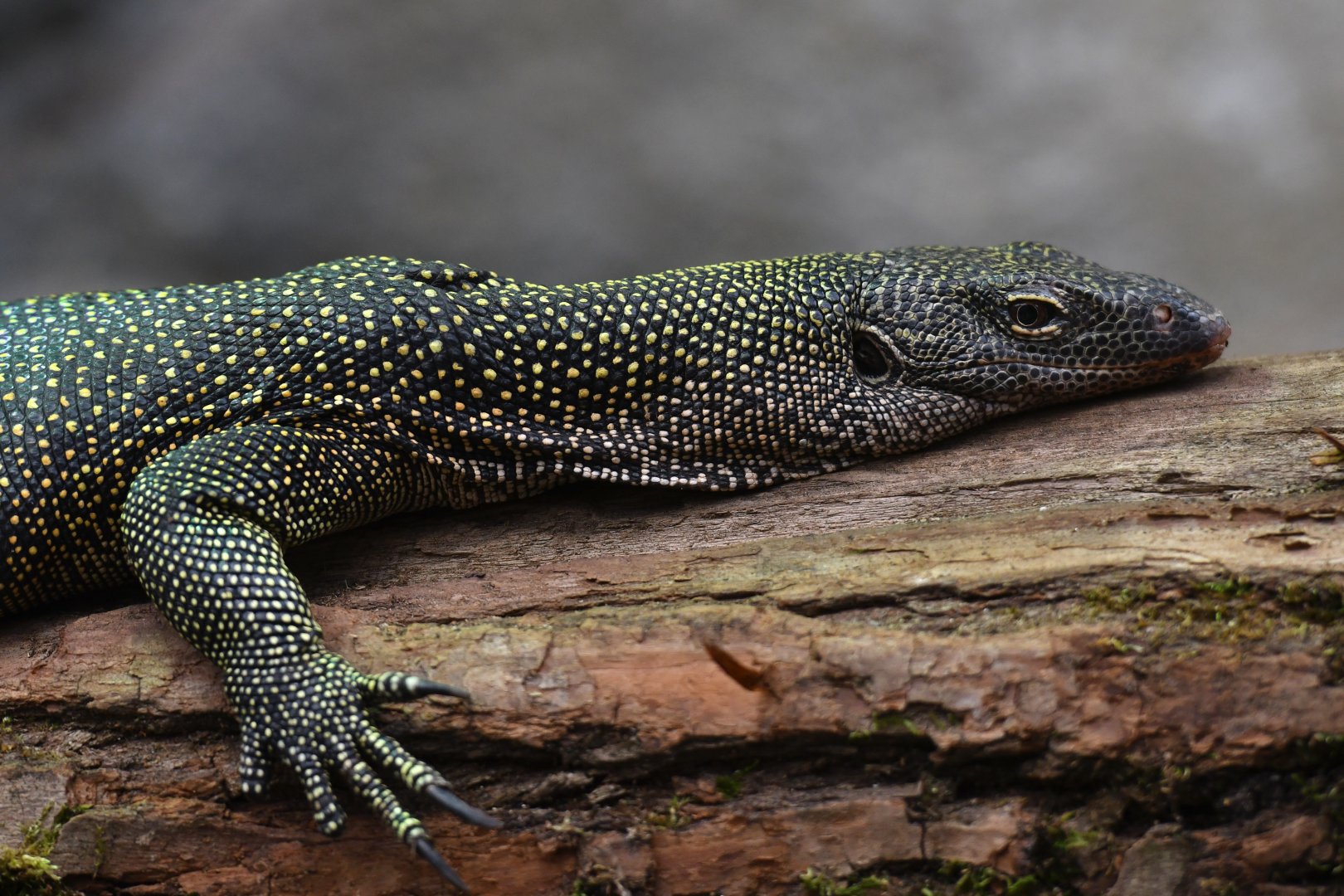 Varanus indicus