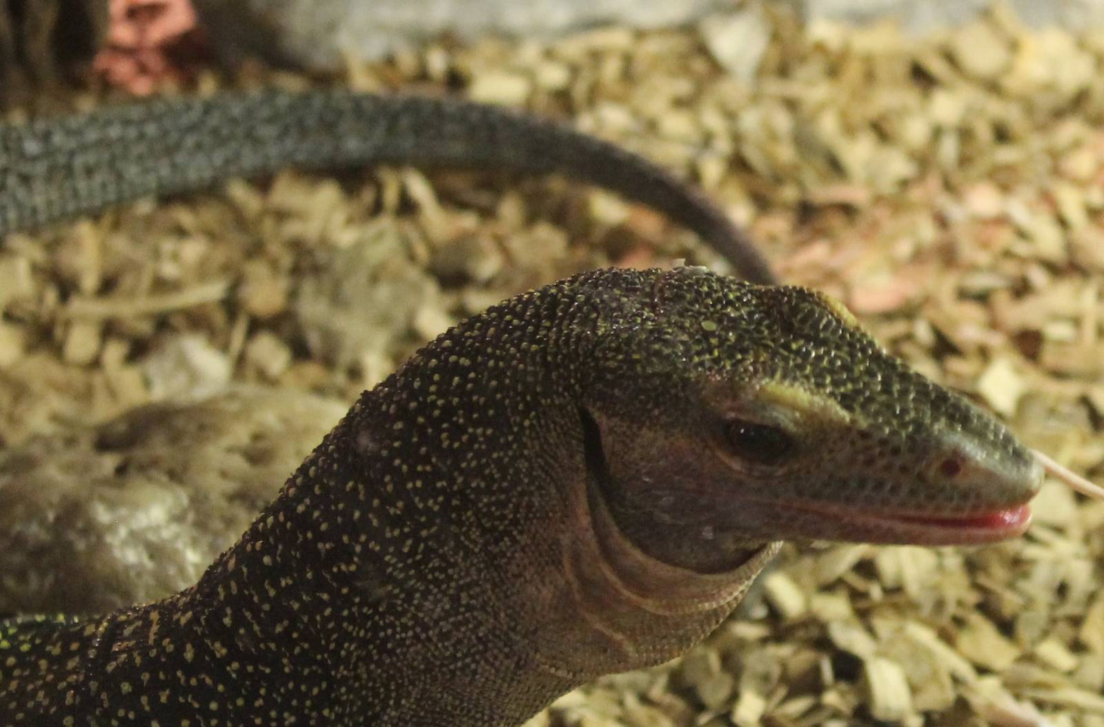 Varanus jobiensis