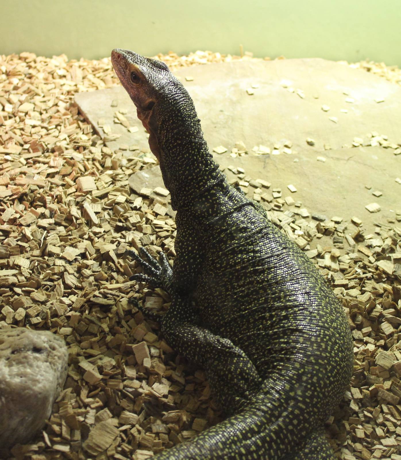 Varanus jobiensis