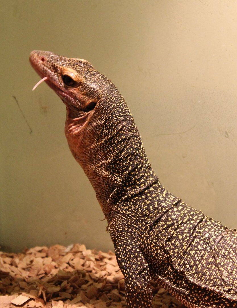 Varanus jobiensis